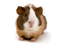 tengerimalac_5