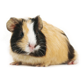 tengerimalac_6