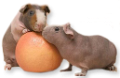 tengerimalac_7