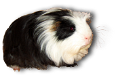 tengerimalac_8