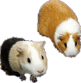 tengerimalac_9