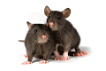 EGÉR