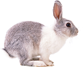 NYÚL
