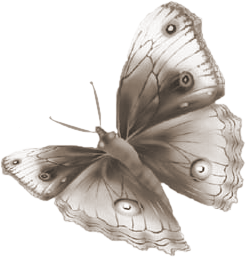 lepke_1527.png