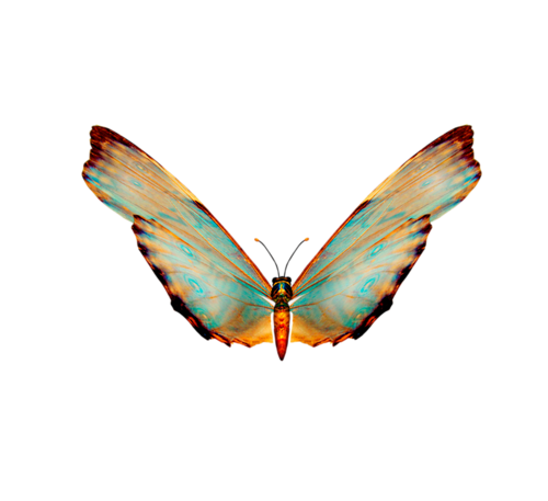 lepke_164.png