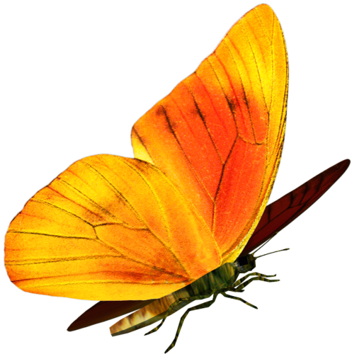 lepke_1841.png