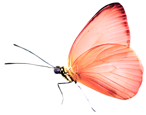 lepke_2280.png