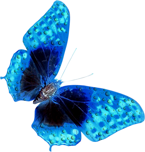 lepke_410.png
