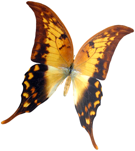 lepke_510.png