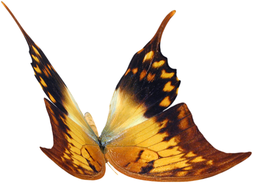 lepke_513.png