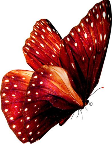 lepke_584.png