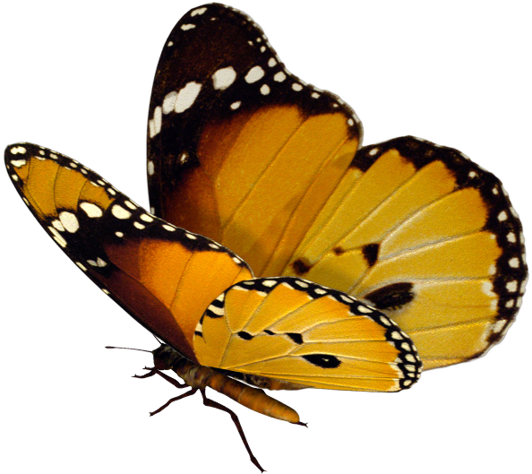 lepke_65.png