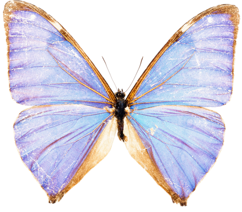 lepke_746.png