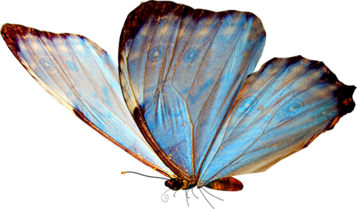 lepke_794.png