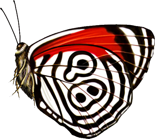 lepke_796.gif
