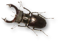 szarvasbogar_10