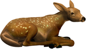 oz_1.png