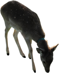 oz_11.png