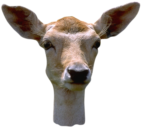 oz_131.png