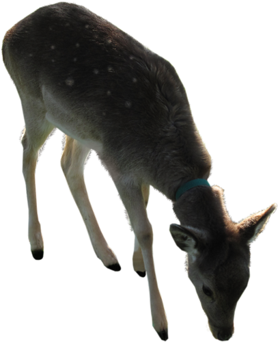 oz_136.png