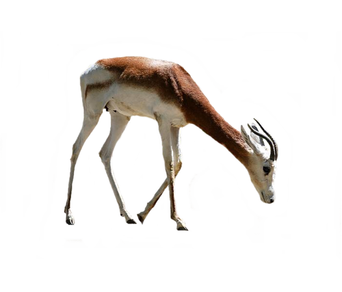 oz_141.png
