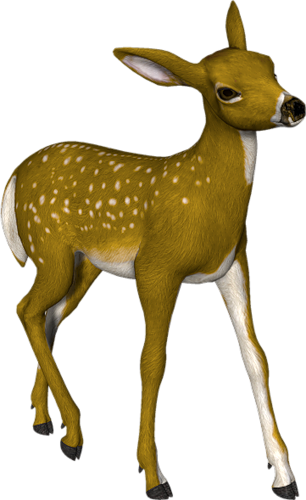 oz_147.png