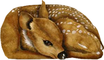 oz_17.png