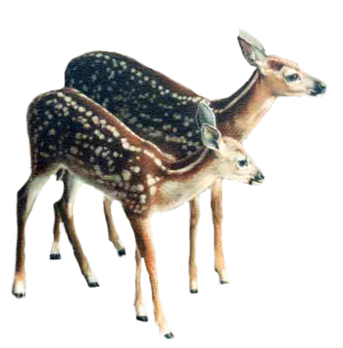 oz_25.png