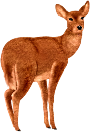 oz_45.png