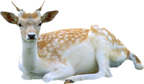 oz_46.png