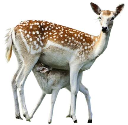oz_48.png