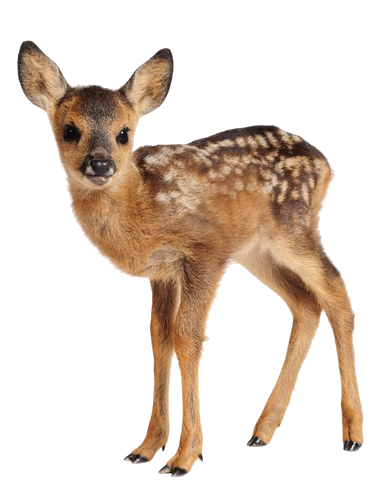 oz_5.png