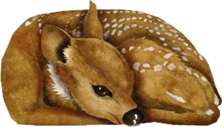 oz_52.png