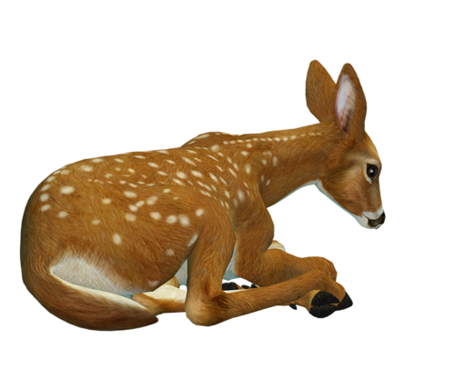 oz_63.png