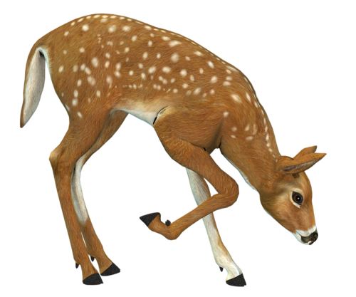 oz_67.png