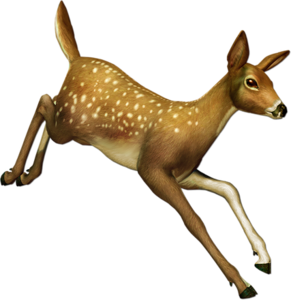 oz_7.png