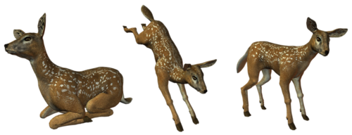 oz_71.png