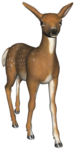 oz_74.png
