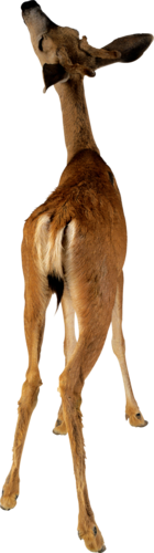 oz_78.png
