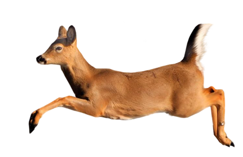 oz_79.png