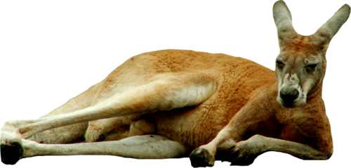 oz_89.png