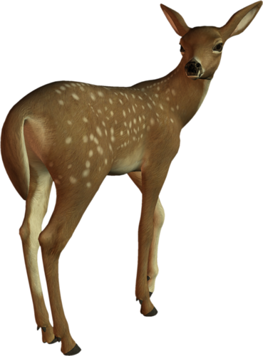 oz_95.png