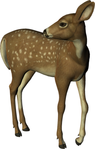 oz_97.png