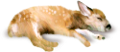 oz_4