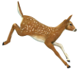oz_64