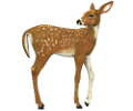 oz_66