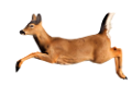 oz_79