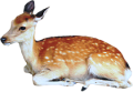 oz_8