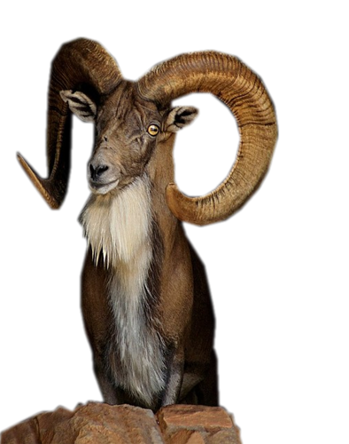 antilop_1.png