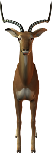 antilop_11.png